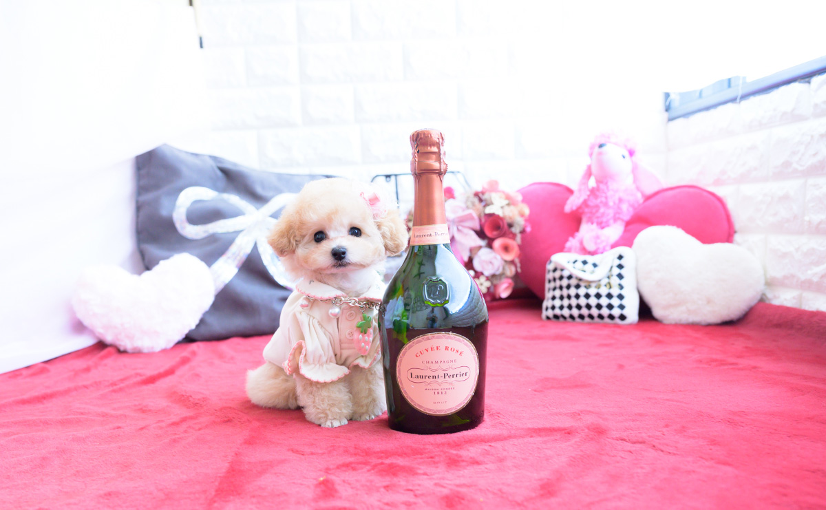 ティーカッププードルのアプリコットの女の子|2026年1月20日生まれ|No.11162|画像1枚目