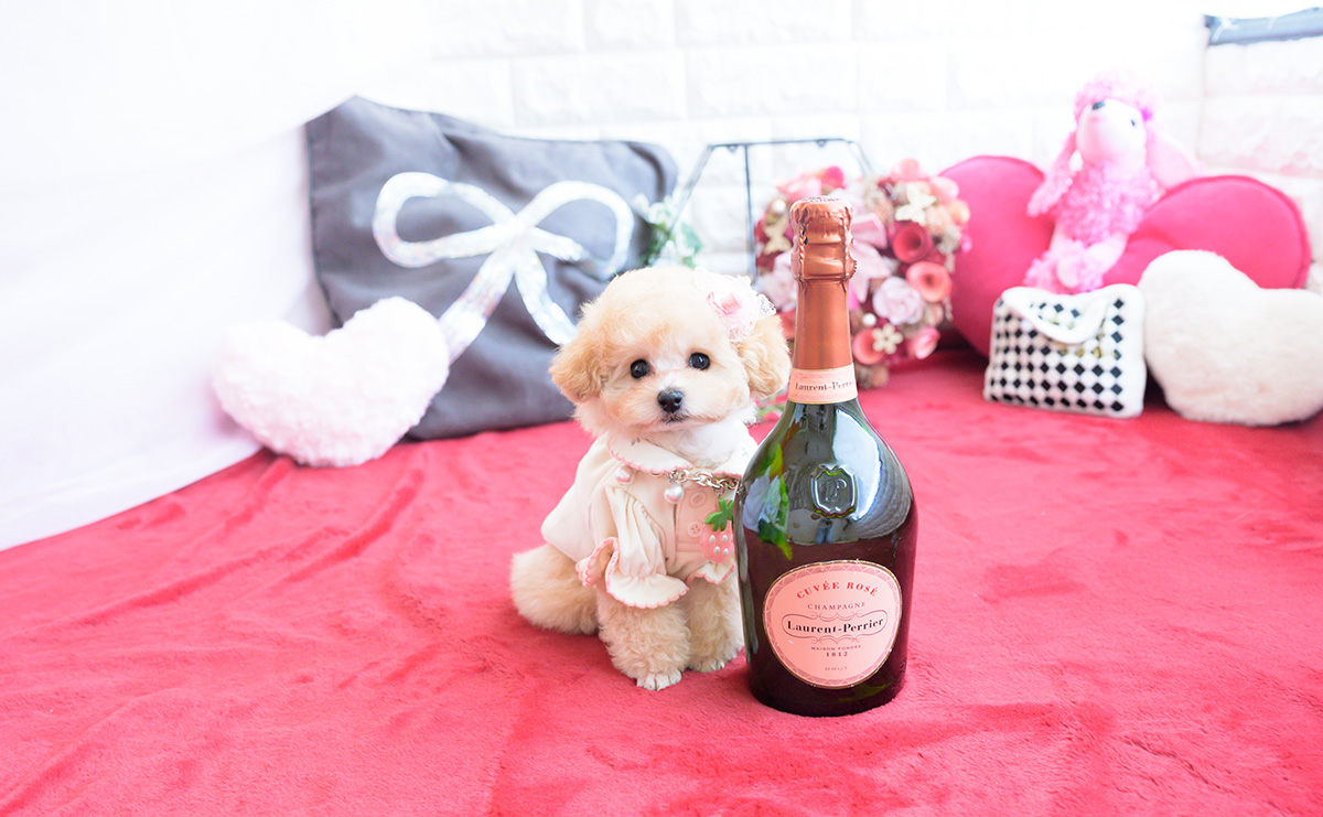 ティーカッププードルのアプリコットの女の子|2026年1月20日生まれ|No.11162|画像3枚目