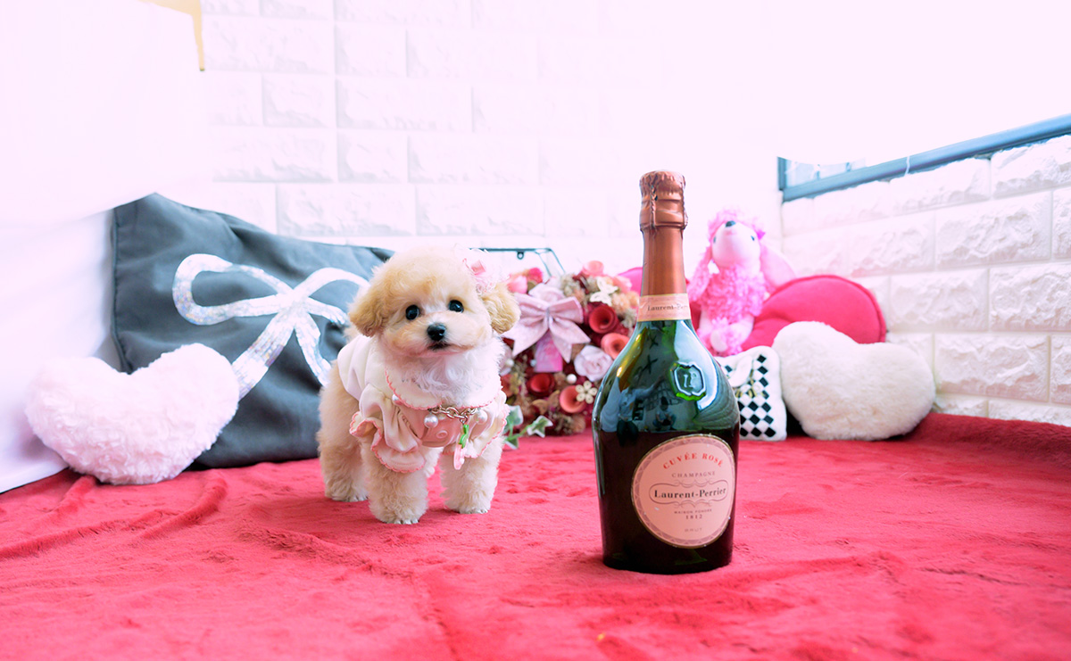 ティーカッププードルのアプリコットの女の子|2026年1月20日生まれ|No.11162|画像5枚目