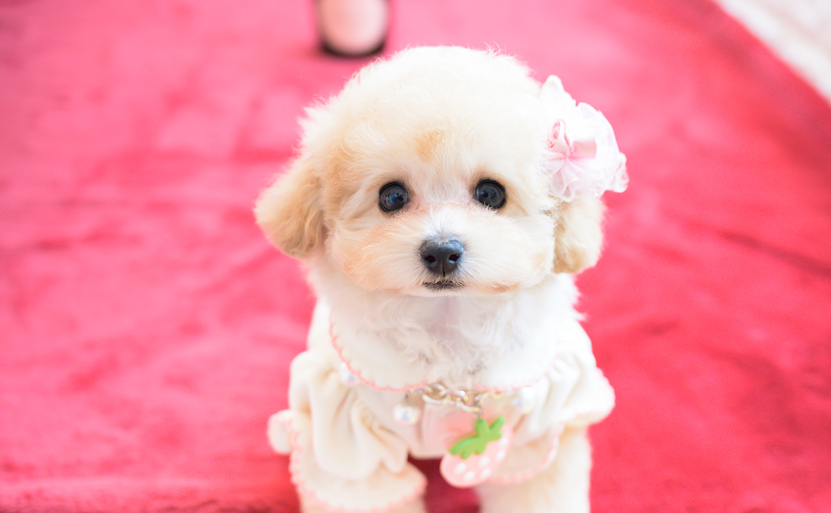 ティーカッププードルのアプリコットの女の子|2026年1月20日生まれ|No.11162|画像0枚目