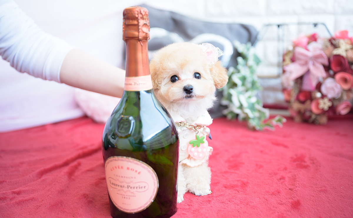 ティーカッププードルのアプリコットの女の子|2026年1月20日生まれ|No.11162|画像4枚目