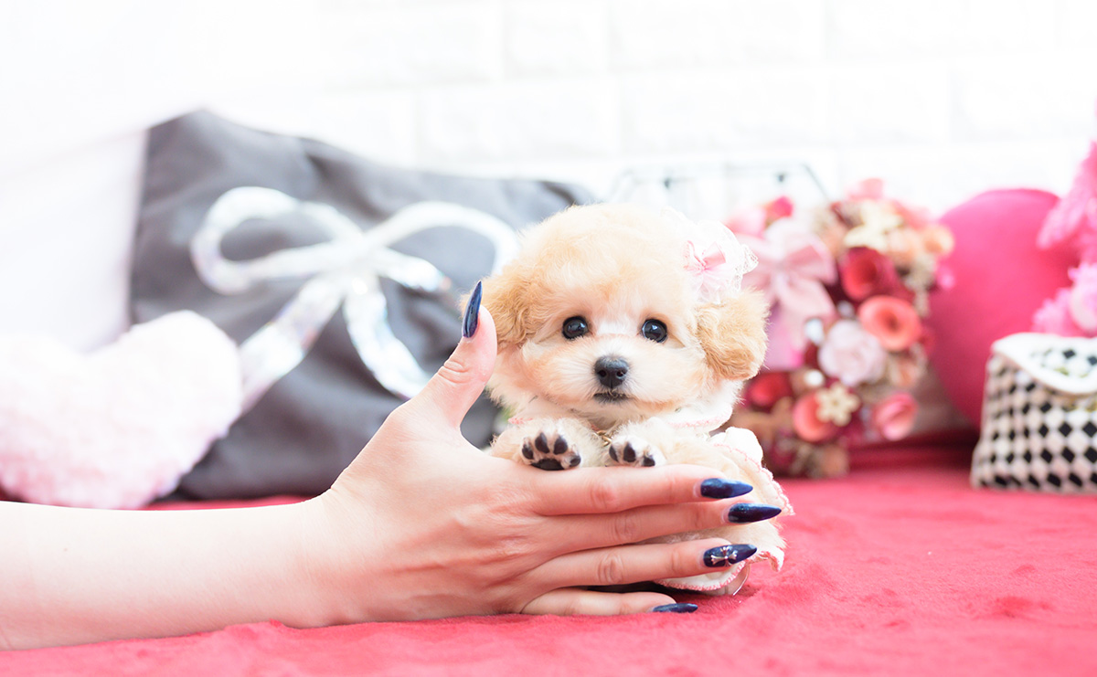 ティーカッププードルのアプリコットの女の子|2026年1月20日生まれ|No.11162|画像6枚目