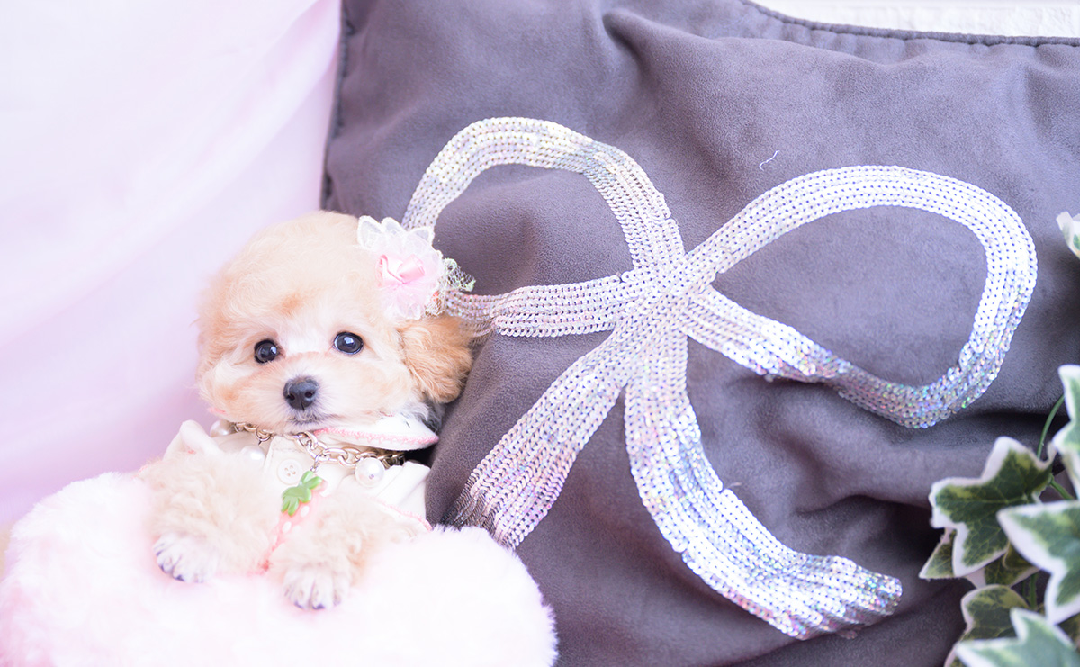 ティーカッププードルのアプリコットの女の子|2026年1月20日生まれ|No.11162|画像7枚目