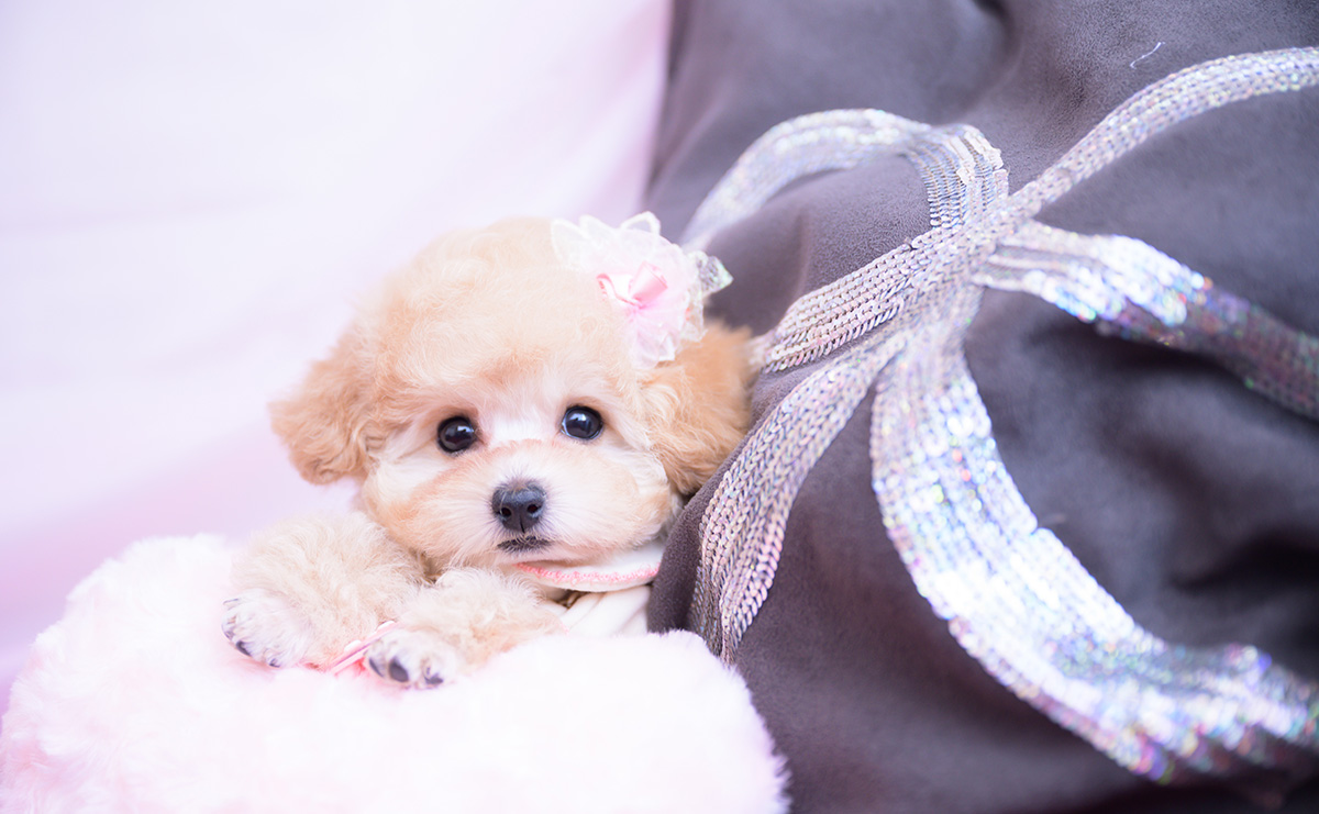 ティーカッププードルのアプリコットの女の子|2026年1月20日生まれ|No.11162|画像8枚目