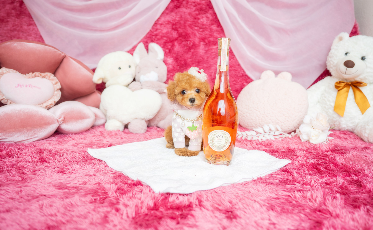 タイニープードルのアプリコットの女の子|2026年2月8日生まれ|No.11164|画像1枚目