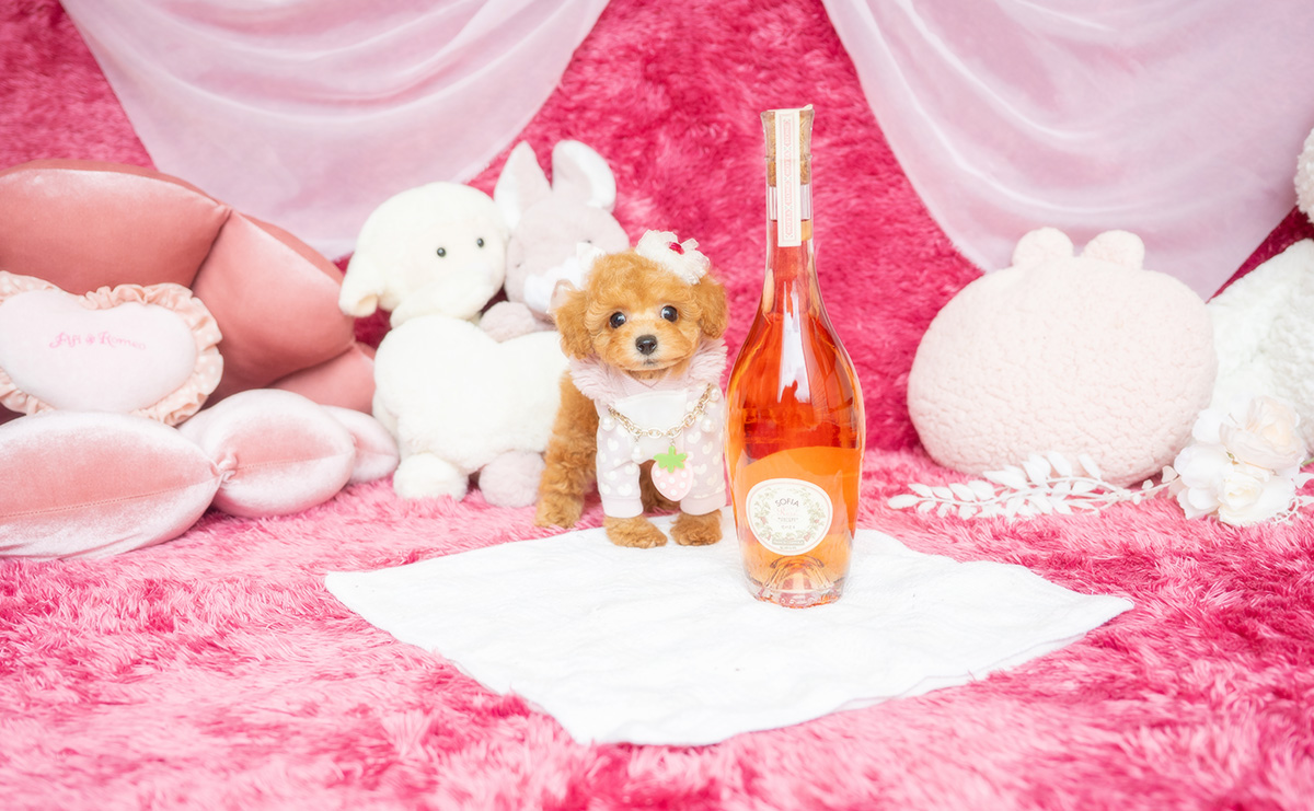 タイニープードルのアプリコットの女の子|2026年2月8日生まれ|No.11164|画像2枚目