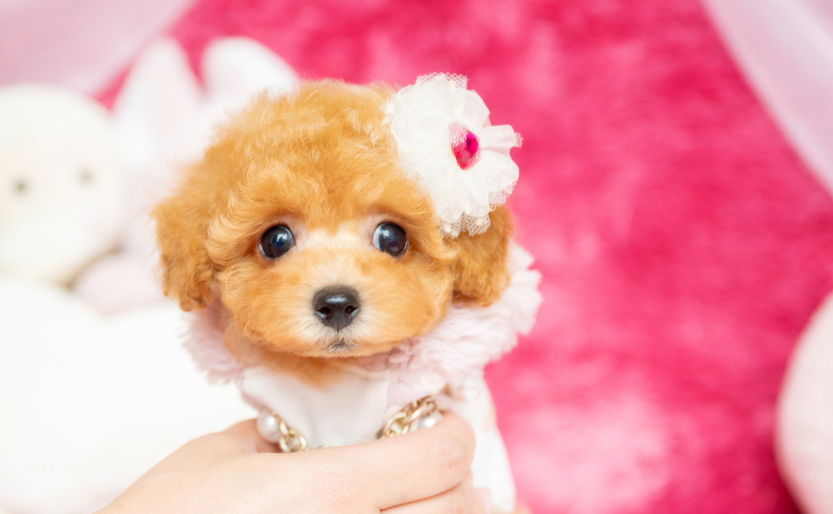タイニープードルのアプリコットの女の子|2026年2月8日生まれ|No.11164|画像0枚目