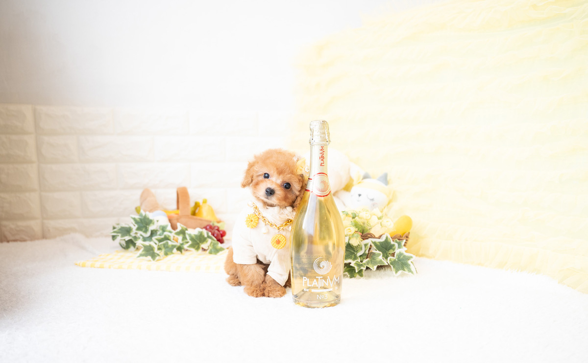 タイニープードルのアプリコットの女の子|2026年2月8日生まれ|No.11172|画像2枚目