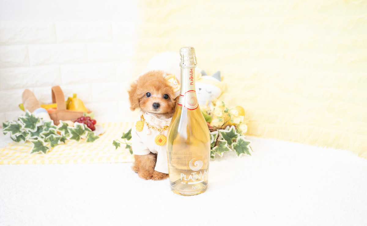 タイニープードルのアプリコットの女の子|2026年2月8日生まれ|No.11172|画像3枚目