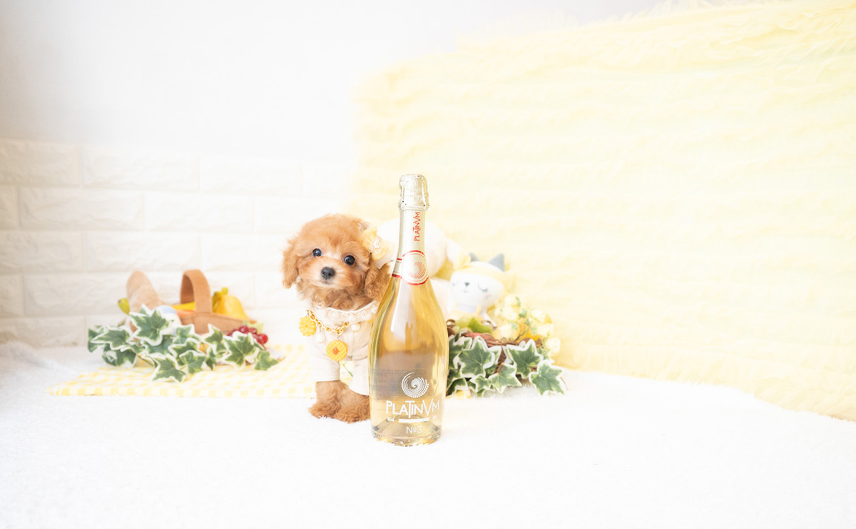 タイニープードルのアプリコットの女の子|2026年2月8日生まれ|No.11172|画像4枚目