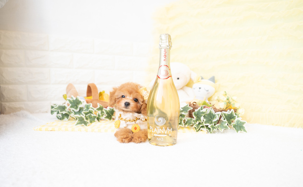 タイニープードルのアプリコットの女の子|2026年2月8日生まれ|No.11172|画像5枚目