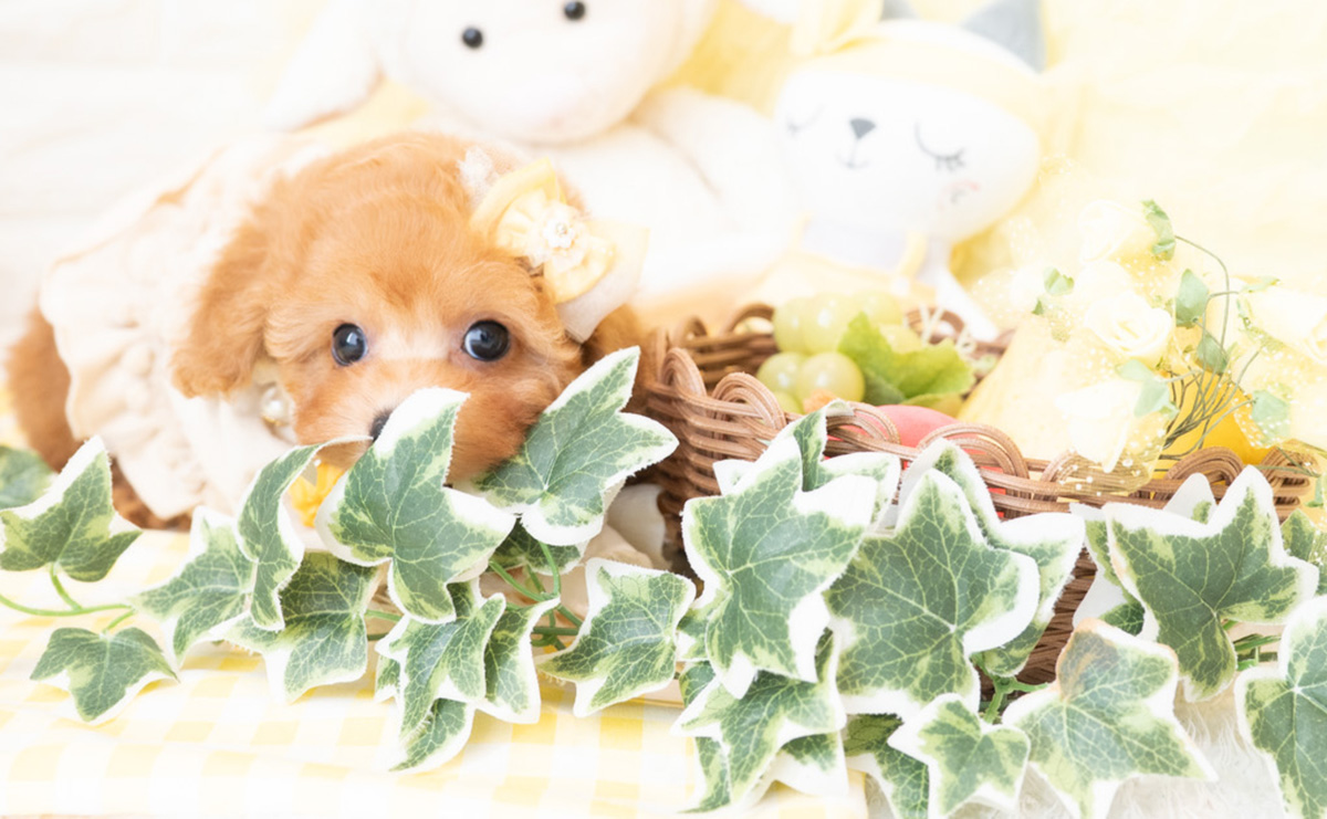 タイニープードルのアプリコットの女の子|2026年2月8日生まれ|No.11172|画像1枚目