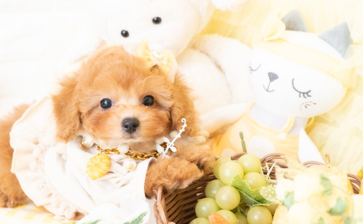 タイニープードルのアプリコットの女の子|2026年2月8日生まれ|No.11172|画像0枚目