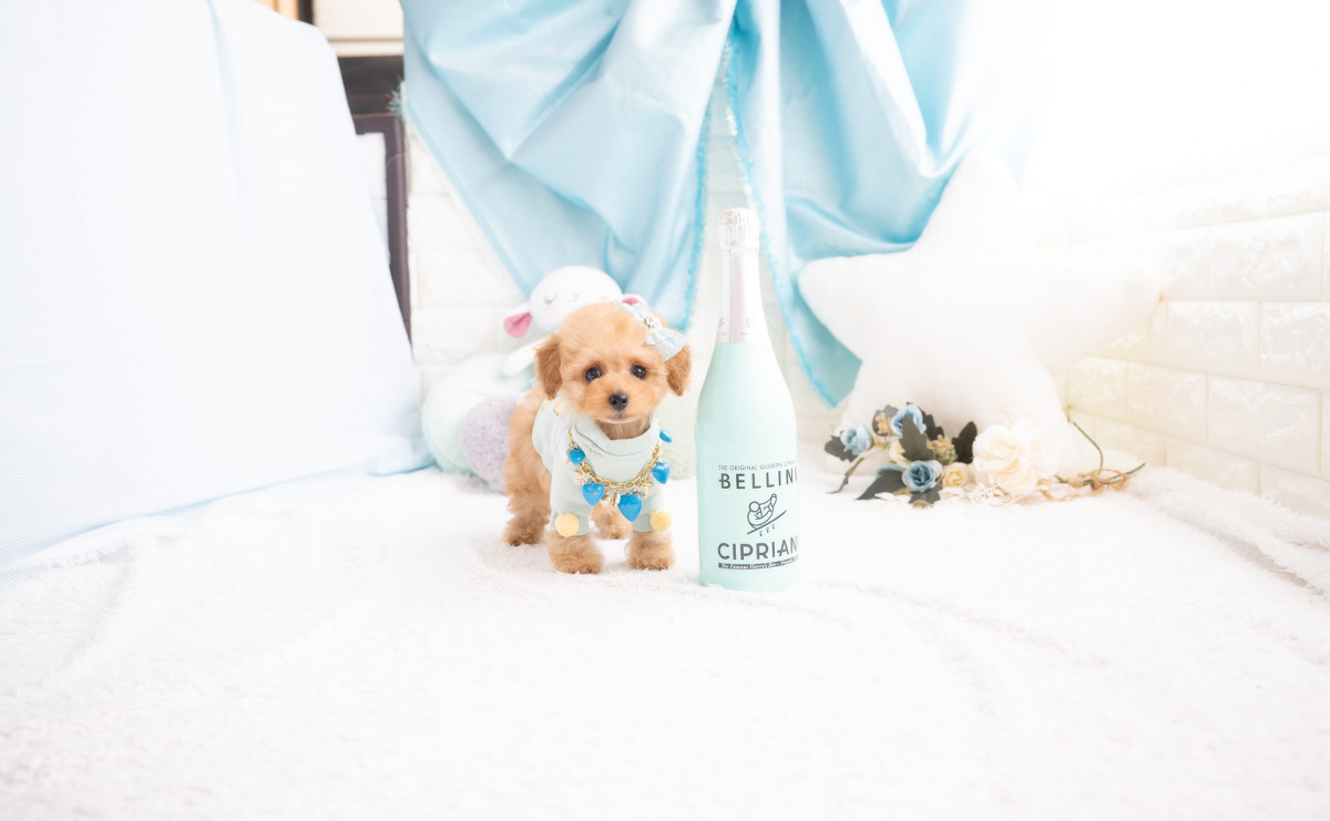 タイニープードルのアプリコットの男の子|2026年2月7日生まれ|No.11174|画像3枚目