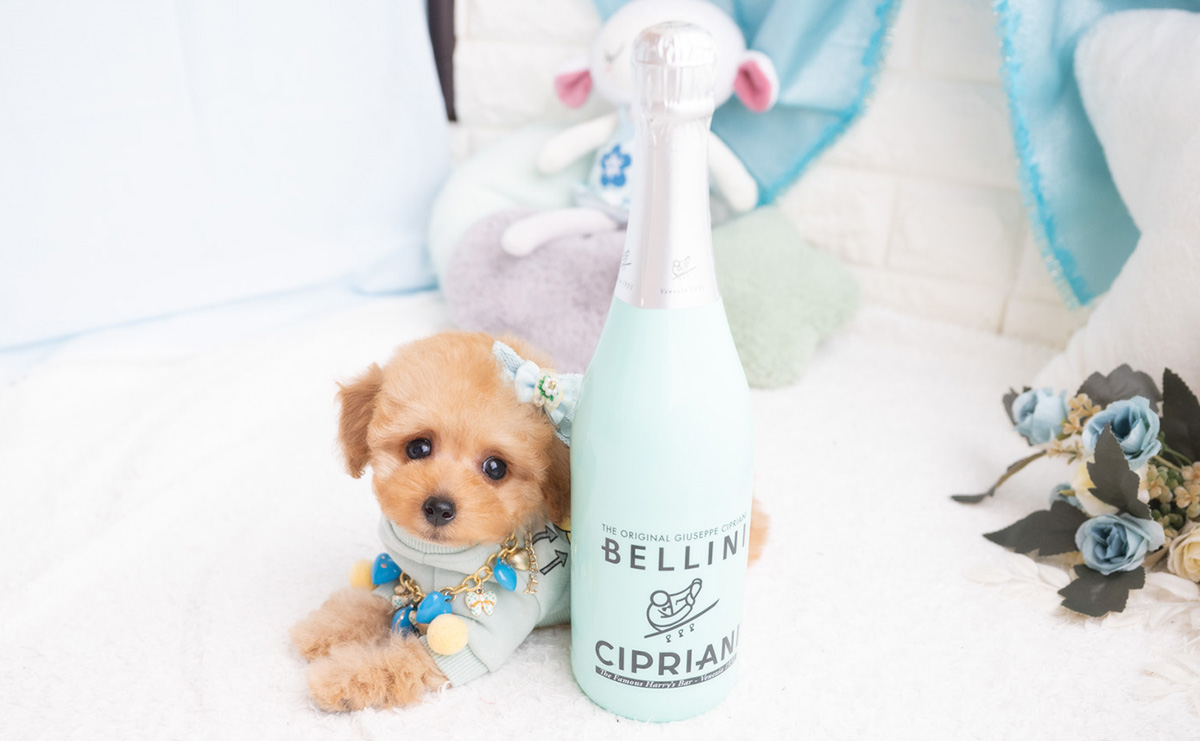 タイニープードルのアプリコットの男の子|2026年2月7日生まれ|No.11174|画像4枚目