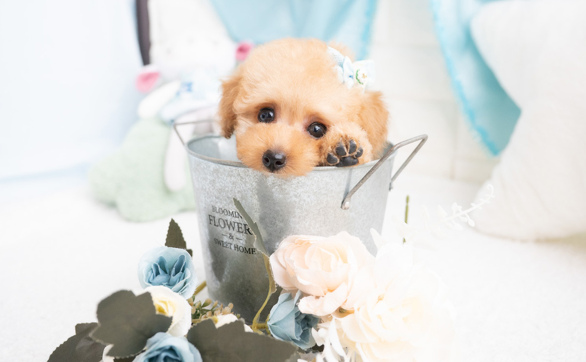 タイニープードルのアプリコットの男の子|2026年2月7日生まれ|No.11174|画像0枚目