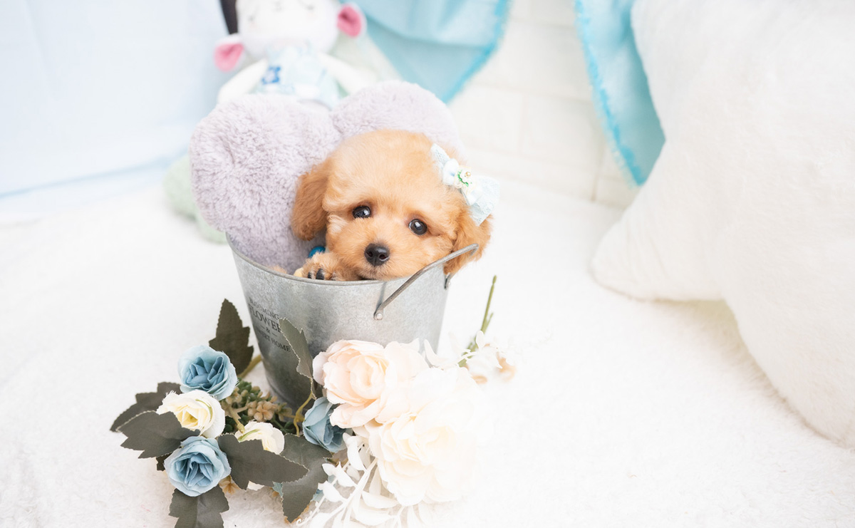 タイニープードルのアプリコットの男の子|2026年2月7日生まれ|No.11174|画像5枚目