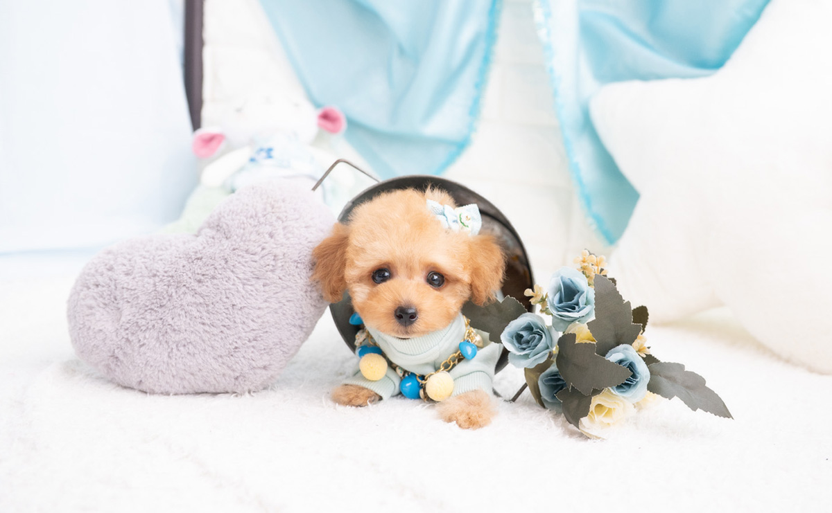 タイニープードルのアプリコットの男の子|2026年2月7日生まれ|No.11174|画像1枚目