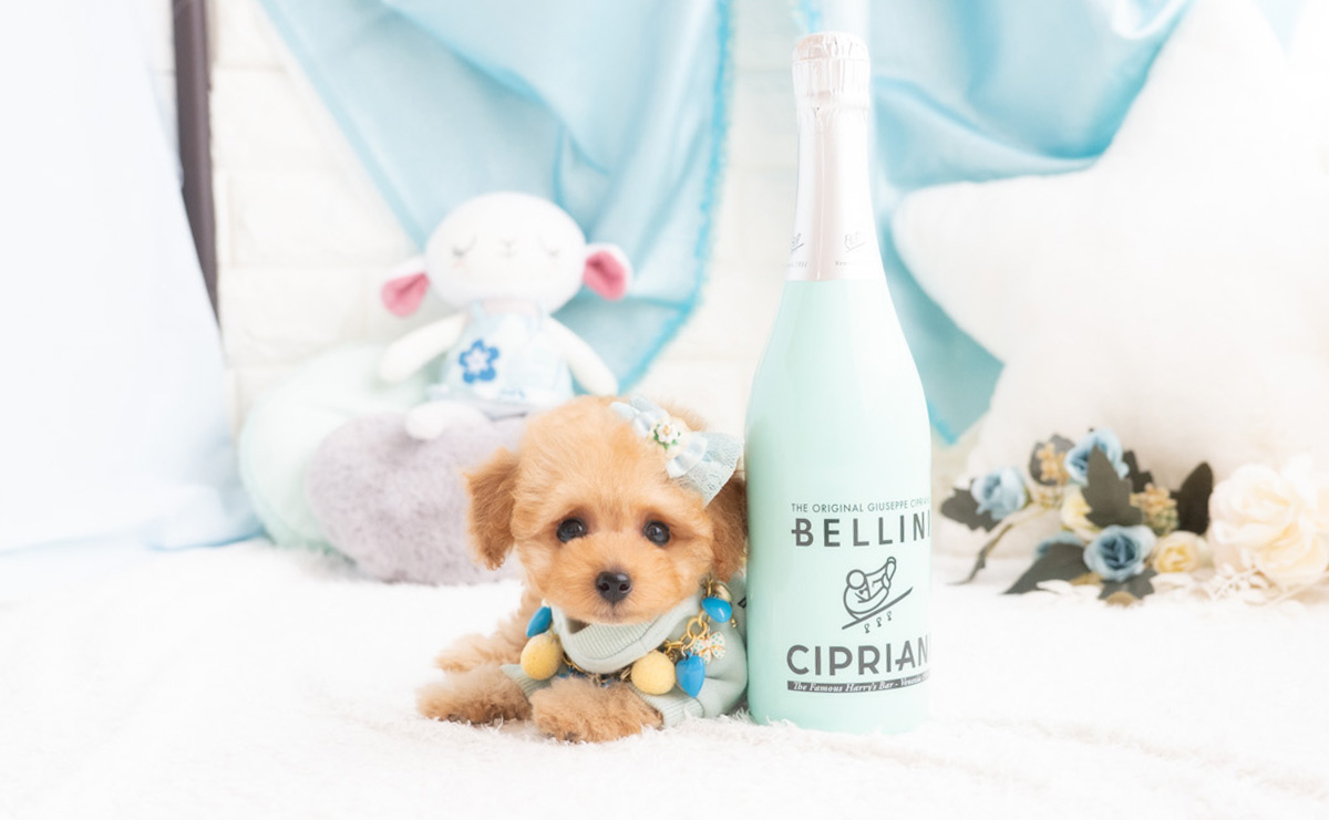 タイニープードルのアプリコットの男の子|2026年2月7日生まれ|No.11174|画像2枚目