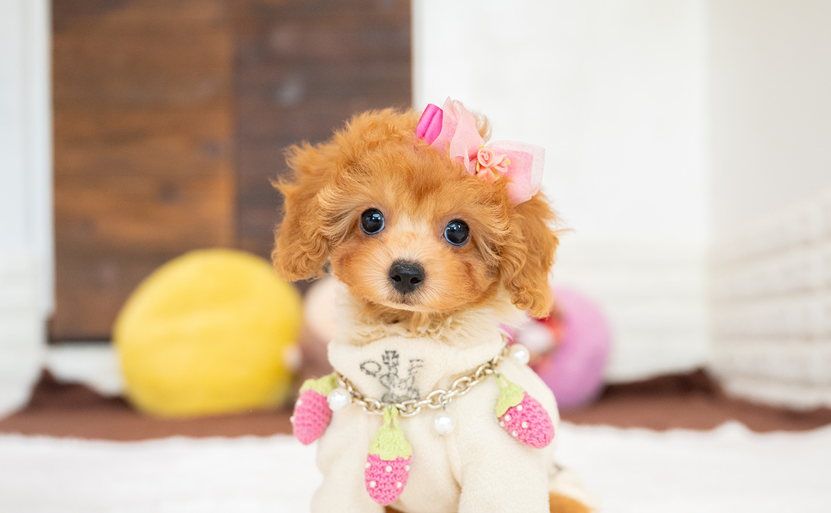 タイニープードルのアプリコットの女の子|2026年2月8日生まれ|No.11177|画像2枚目