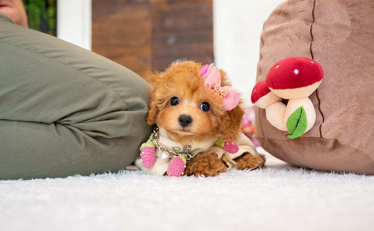 タイニープードルのアプリコットの女の子|2026年2月8日生まれ|No.11177|画像0枚目