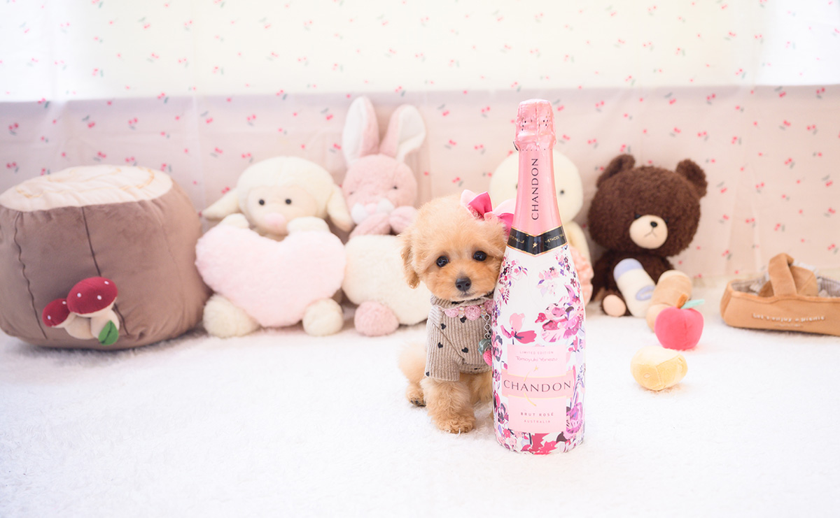 タイニープードルのアプリコットの女の子|2026年2月7日生まれ|No.11180|画像1枚目