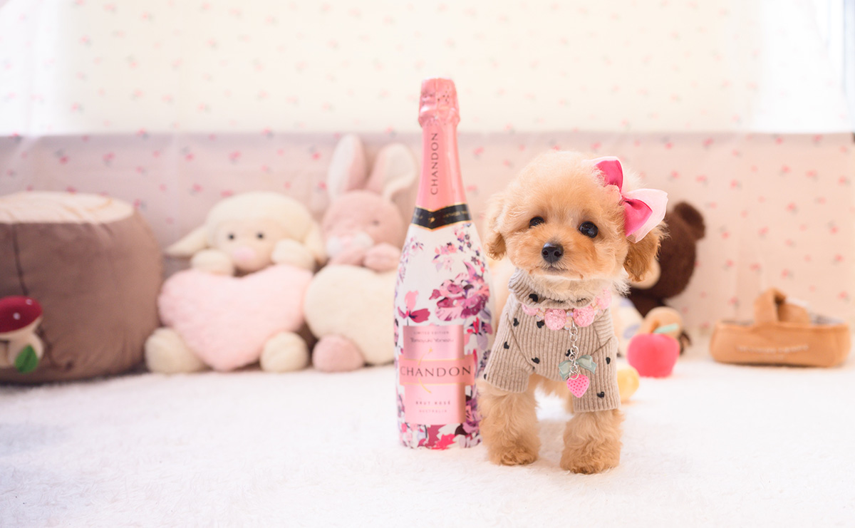 タイニープードルのアプリコットの女の子|2026年2月7日生まれ|No.11180|画像2枚目