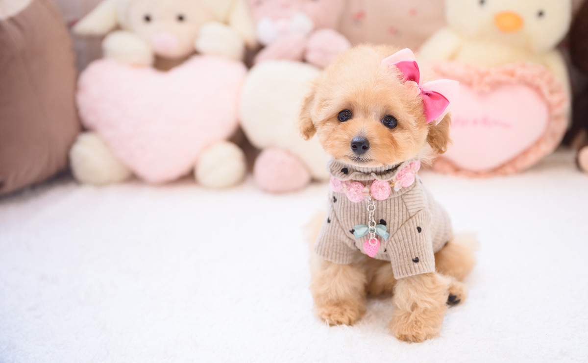 タイニープードルのアプリコットの女の子|2026年2月7日生まれ|No.11180|画像0枚目