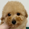 トイプードルのアプリコットの男の子(2026年3月1日生まれ)