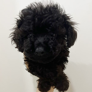 トイプードルのブラックの女の子|2025年6月28日生まれ|No.10846|画像0枚目