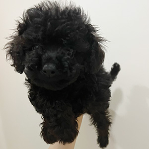 トイプードルのブラックの女の子|2025年6月28日生まれ|No.10846|画像1枚目
