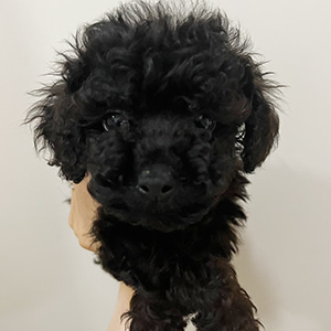 トイプードルのブラックの女の子|2025年6月28日生まれ|No.10846|画像2枚目