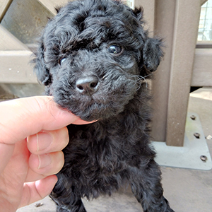 トイプードルのブラックの男の子|2025年9月23日生まれ|No.10913|画像0枚目