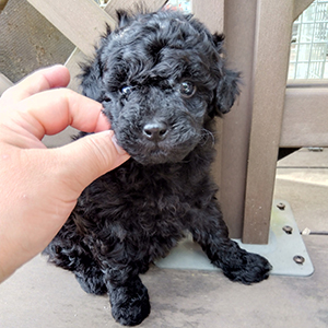 トイプードルのブラックの男の子|2025年9月23日生まれ|No.10913|画像1枚目