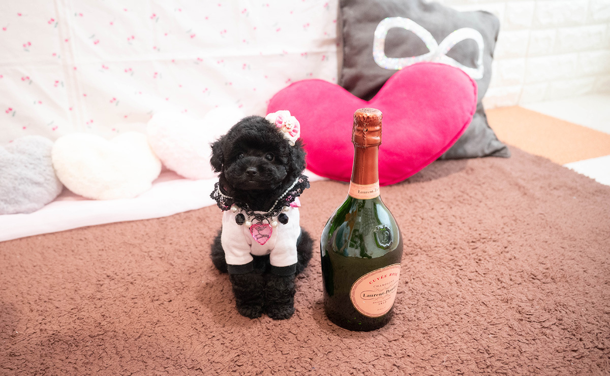 タイニープードルのブラックの女の子|2025年9月6日生まれ|No.10929|画像1枚目