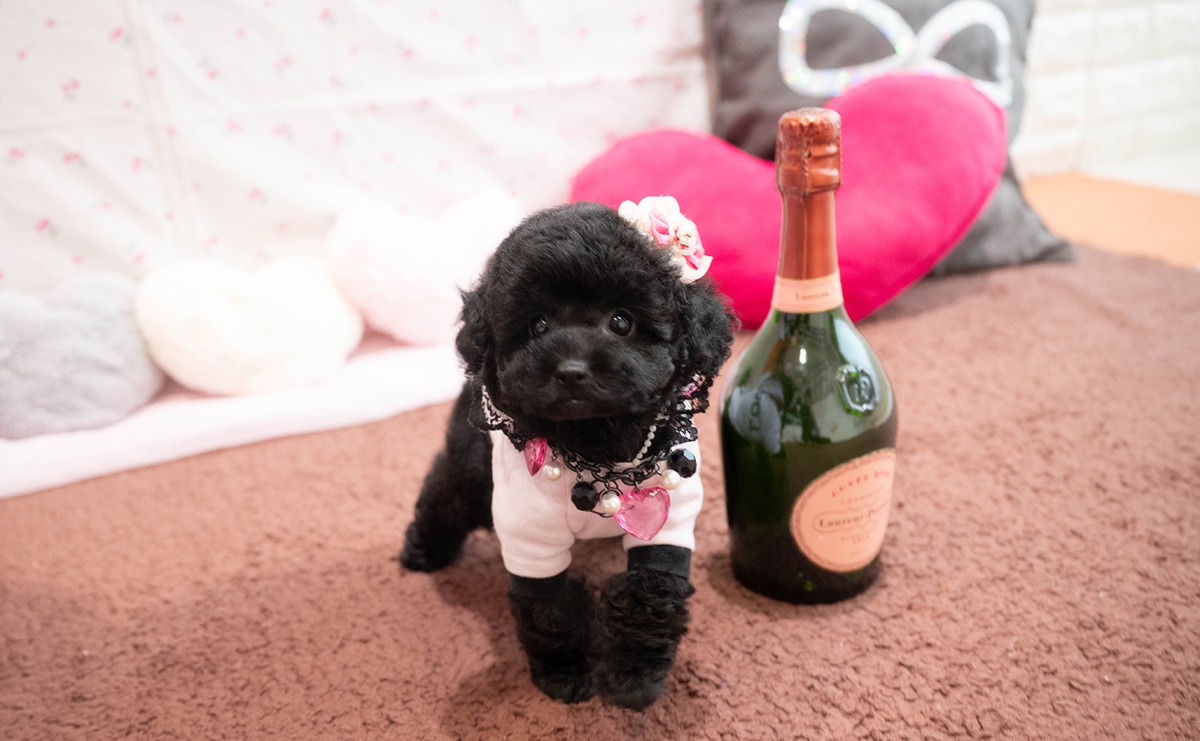 タイニープードルのブラックの女の子|2025年9月6日生まれ|No.10929|画像2枚目