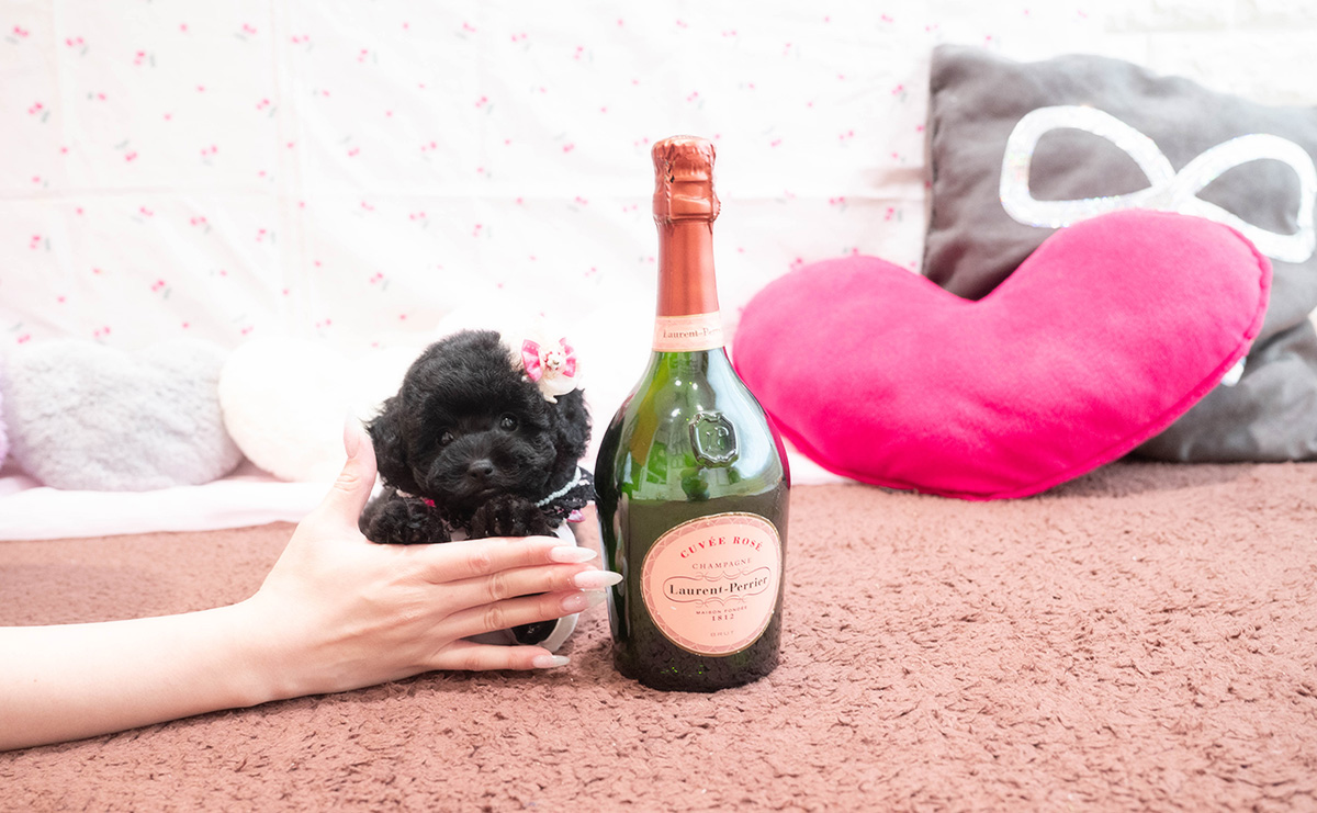 タイニープードルのブラックの女の子|2025年9月6日生まれ|No.10929|画像3枚目