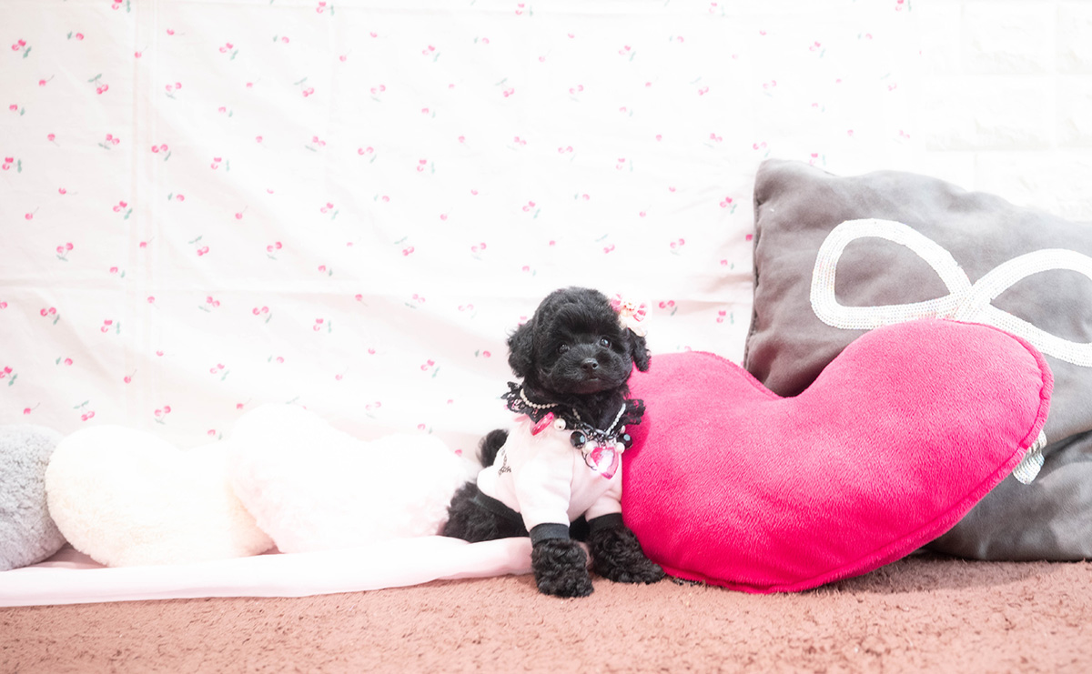 タイニープードルのブラックの女の子|2025年9月6日生まれ|No.10929|画像5枚目