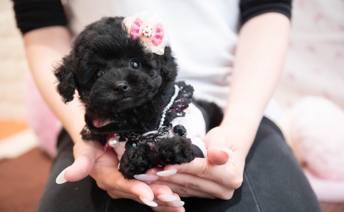 タイニープードルのブラックの女の子|2025年9月6日生まれ|No.10929|画像0枚目
