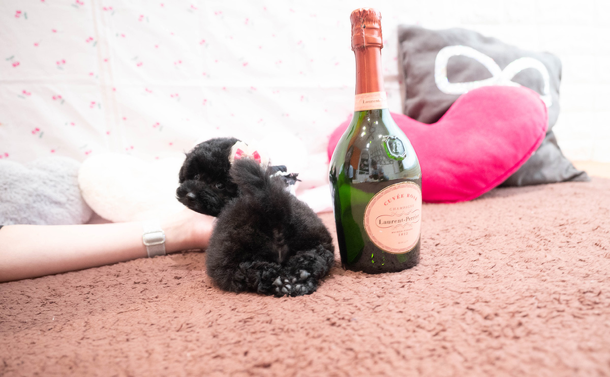 タイニープードルのブラックの女の子|2025年9月6日生まれ|No.10929|画像4枚目