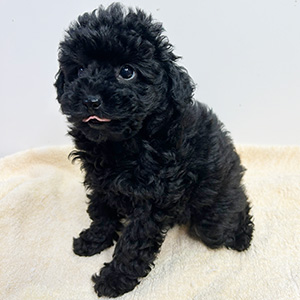 トイプードルのブラックの男の子|2025年9月9日生まれ|No.10932|画像0枚目