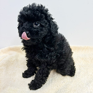 トイプードルのブラックの男の子|2025年9月9日生まれ|No.10932|画像1枚目