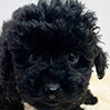 トイプードルのブラックの男の子(2025年9月9日生まれ)