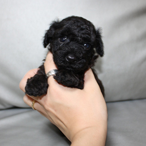 トイプードルのブラックの男の子|2025年10月3日生まれ|No.10947|画像0枚目