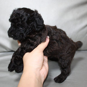 トイプードルのブラックの男の子|2025年10月3日生まれ|No.10947|画像1枚目