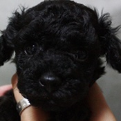 トイプードルのブラックの男の子(2025年10月3日生まれ)