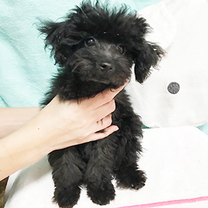 トイプードルのブラックの男の子|2025年8月22日生まれ|No.10951|画像0枚目