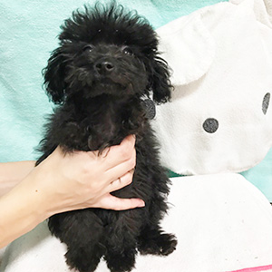 トイプードルのブラックの男の子|2025年8月22日生まれ|No.10951|画像1枚目