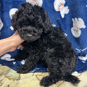 トイプードルのブラックの男の子|2025年9月20日生まれ|No.10997|画像0枚目