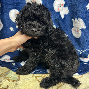 トイプードルのブラックの男の子|2025年9月20日生まれ|No.10997|画像1枚目